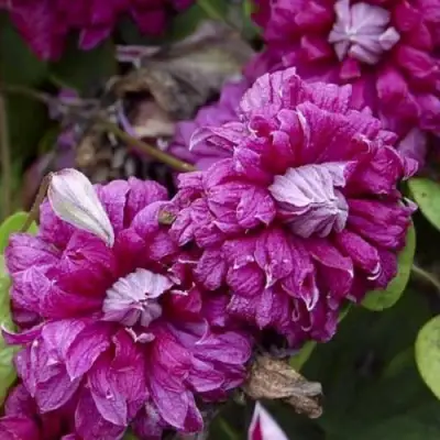 Клематис ПУРПУРЕА ПЛЕНА ЭЛЕГАНС в Витебске