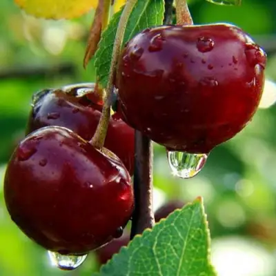 Вишня ЛАСУХА в Витебске