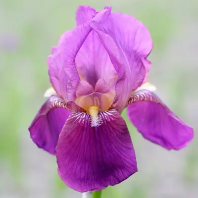 Ирис ИМПЕРАТОР бородатый в Витебске