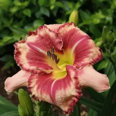 Лилейник АУТСТАНДИНГ гибридный в Витебске