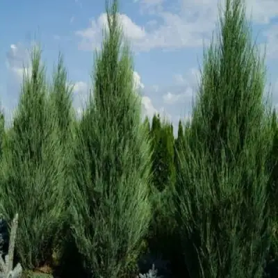 Можжевельник СКАЙРОКЕТ  скальный в Витебске