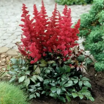 Астильба МОНТГОМЕРИ японская в Витебске