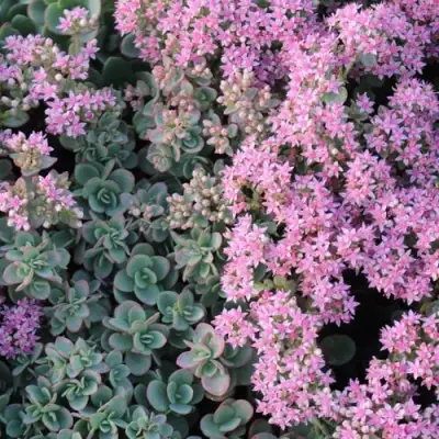 Очиток (седум) САНСПАРКЛЕР ЛАЙМ ЗИНГЕР в Витебске