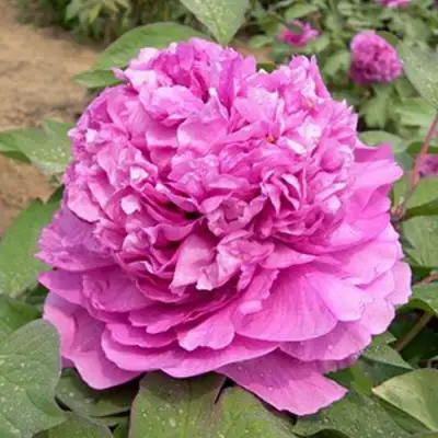 Пион ОРНАМЕНТ древовидный в Витебске