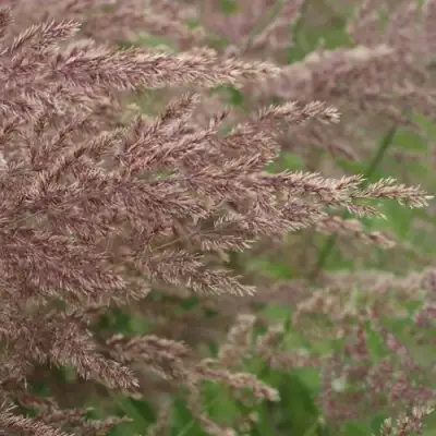 Вейник КАРЛ ФОРСТЕР остроцветковый в Витебске