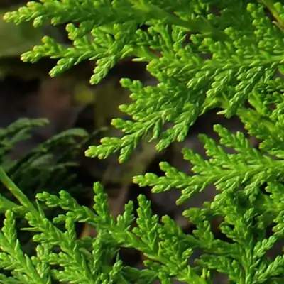 Туя восточная в Витебске