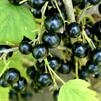 Смородина черная ВОЛОГДА в Витебске