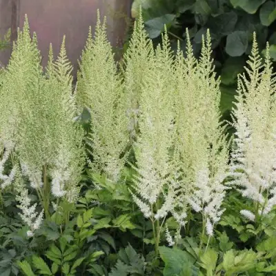 Астильба ДИАМАНТ Арендса в Витебске