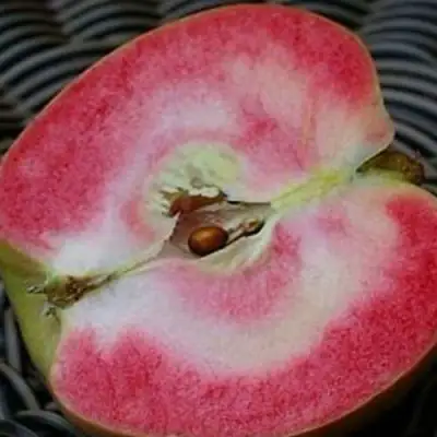 Яблоня ПИНК ПЕРЛ в Витебске