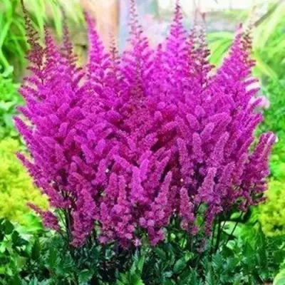 Астильба ПЕПЛ РЕЙН гибридная в Витебске