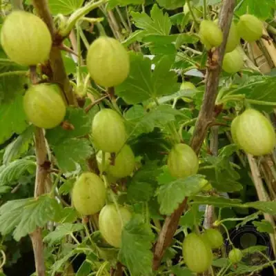 Крыжовник ИНВИКТА в Витебске