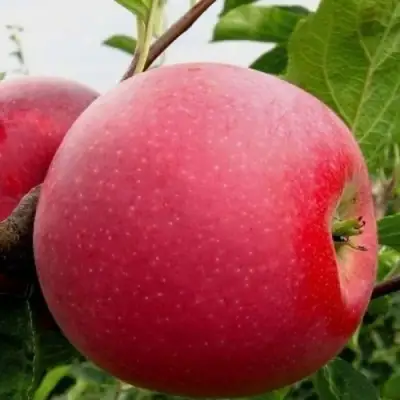 Яблоня АЙДАРЕД в Витебске