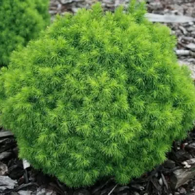 Ель АЛЬБЕРТА ГЛОБ сизая в Витебске