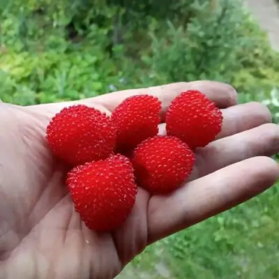 Малина ТИБЕТСКАЯ (РОЗОЛИСТНАЯ) в Витебске