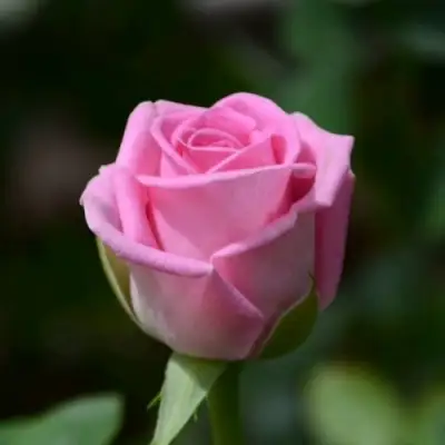 Роза АКВА чайно-гибридная в Витебске