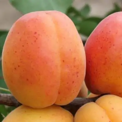 Абрикос ОЛИМП в Витебске