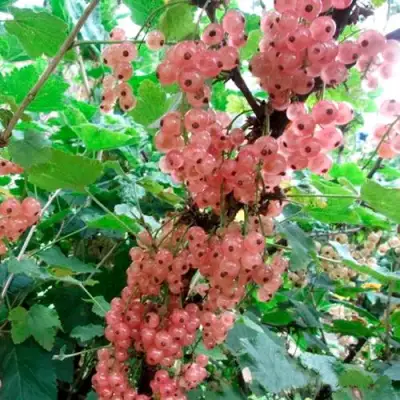 Смородина белая ПРЫГАЖУНЯ (РОЗОВАЯ) в Витебске