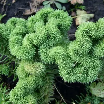 Очиток (седум) КРИСТАТУМ отогнутый в Витебске