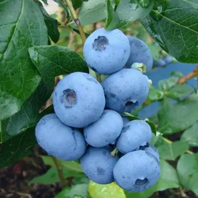 Голубика ТОРО в Витебске