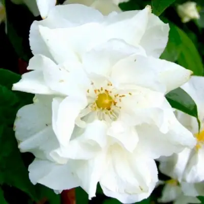 Жасмин РОЗАЦЕ в Витебске