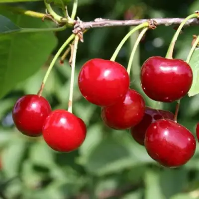 Вишня ЗАРАНКА в Витебске