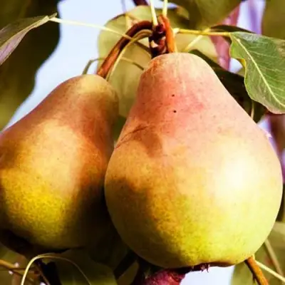 Груша СЛАДКАЯ ИЗ МЛИЕВА в Витебске