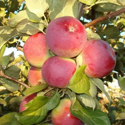 Яблоня ОРЛИК в Витебске