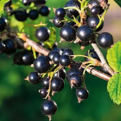 Смородина чёрная ЦЕРЕРА в Витебске