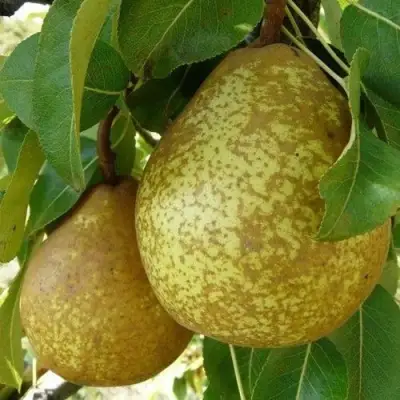 Груша ГЕНЕРАЛ ЛЕКЛЕРК в Витебске