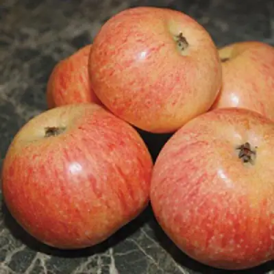 Яблоня КОНФЕТНОЕ в Витебске
