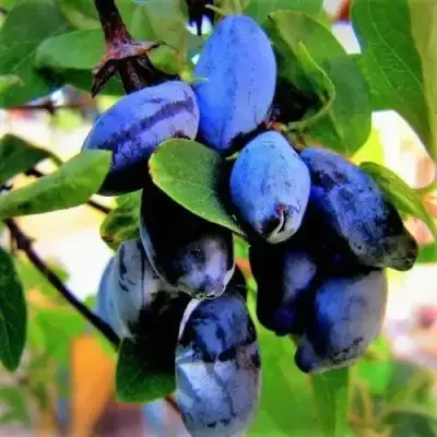 Жимолость съедобная БЛУ ТРЕЖЭ (ГОЛУБОЕ СОКРОВИЩЕ) в Витебске