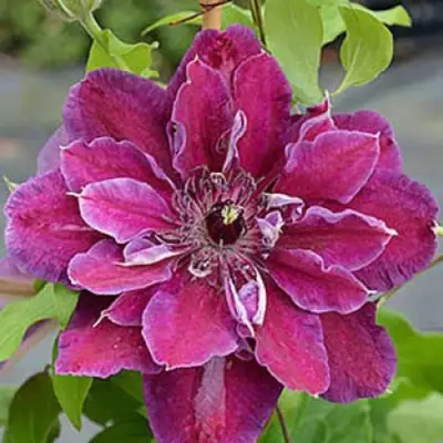 Клематис МАЙ БЬЮТИ в Витебске