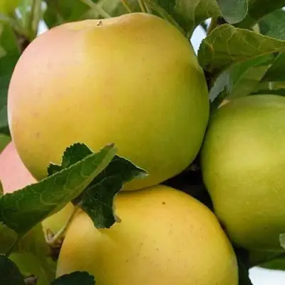 Яблоня БАНАНОВОЕ в Витебске