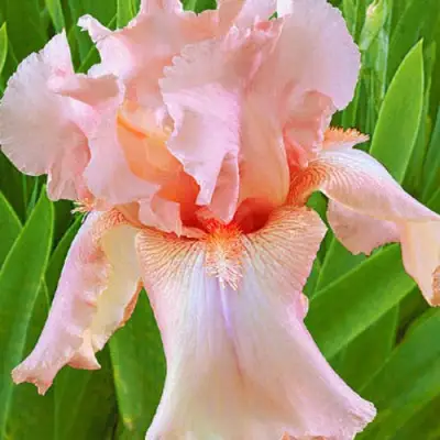 Ирис ПАТИ ДРЕСС бородатый в Витебске