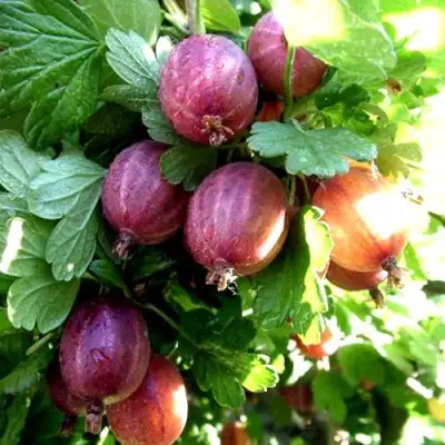 Крыжовник СЕРЕНАДА в Витебске