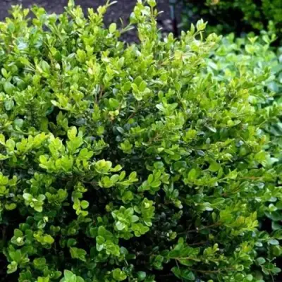 Самшит ФОЛКНЕР в Витебске