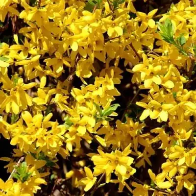 Форзиция ЛЕДНОГОРА промежуточная в Витебске