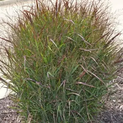 Просо ШЕНАНДО прутьевидное в Витебске