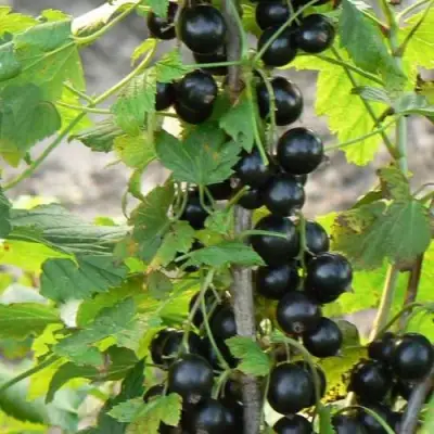 Смородина чёрная ДАБРАДЗЕЯ в Витебске