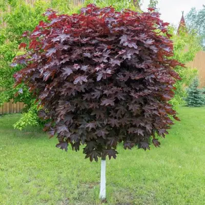 Клен красный в Витебске