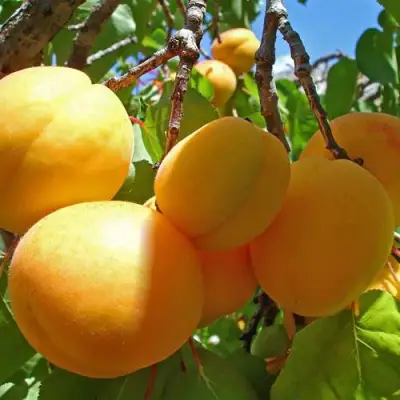 Абрикос ЖИГУЛЕВСКИЙ СУВЕНИР в Витебске