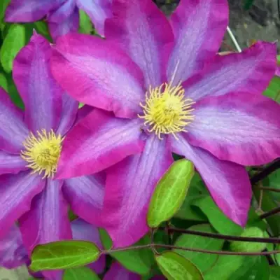 Клематис КАКИО в Витебске