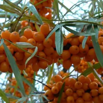 Облепиха БОТАНИЧЕСКАЯ в Витебске