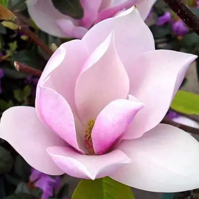 Магнолия АЛЕКСАНДРИНА  в Витебске