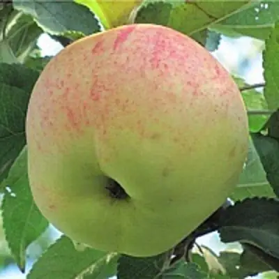 Яблоня ЛЕТНЕЕ СЛАДКОЕ в Витебске