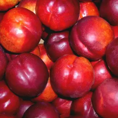 Нектарин МЕДВЕДЕВСКИЙ в Витебске