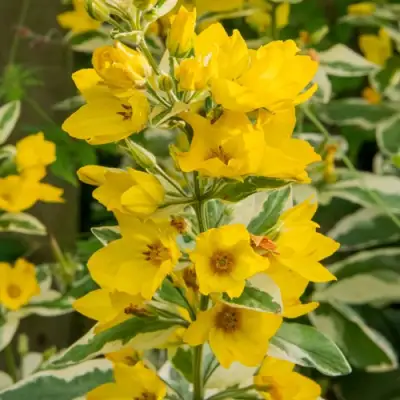 Вербейник АЛЕКСАНДР точечный в Витебске