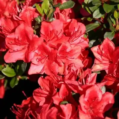 Азалия ФРИДОЛАЙН японская в Витебске