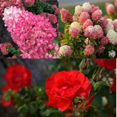 Комплект РОЗОВЫЙ ЗАКАТ в Витебске