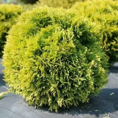 Туя ДАВИД западная в Витебске